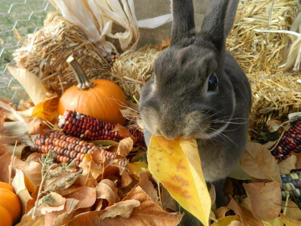 Кроликам можно клубнику. Еда для кроликов. Животные едят овощи. Еда зайца. Что едят кролики.