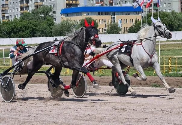 Ипподром Омск. Курганский ипподром. Лошади на ипподроме. Костромской ипподром.