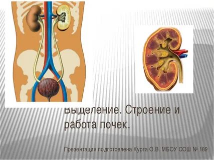Мочевыделительная система строение и функции почек