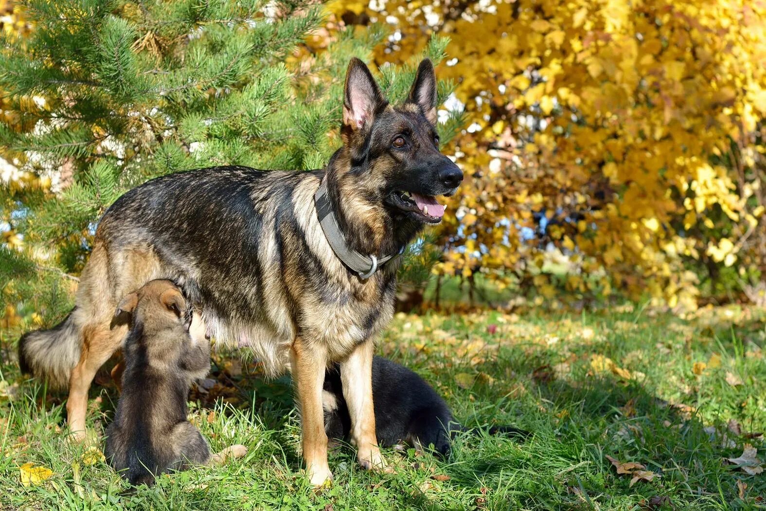 Первая вязка немецкой овчарки. Питомник немецких овчарок. Первая вязка немецкой овчарки. Кобель немецкой овчарки для вязки. Самка немецкой овчарки спаривания.