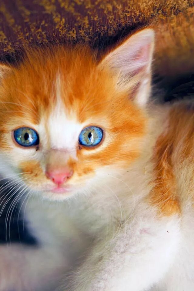 Пушистый рыжик. Охос азулес кошка рыжий. Турецкий Ван короткошерстный рыже белый. Рыжик Рыжуля турецкий Ван. Турецкий Ван голубоглазый рыжий.