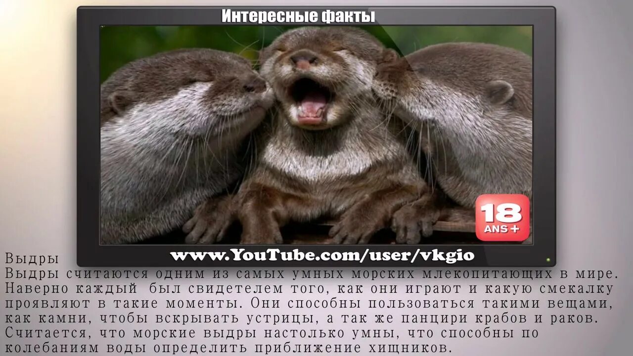 Топ 10 умных животных в мире. Факты о выдрах. калан интересные факты. интересные факты о выдре. 10 самых умных животных в мире.