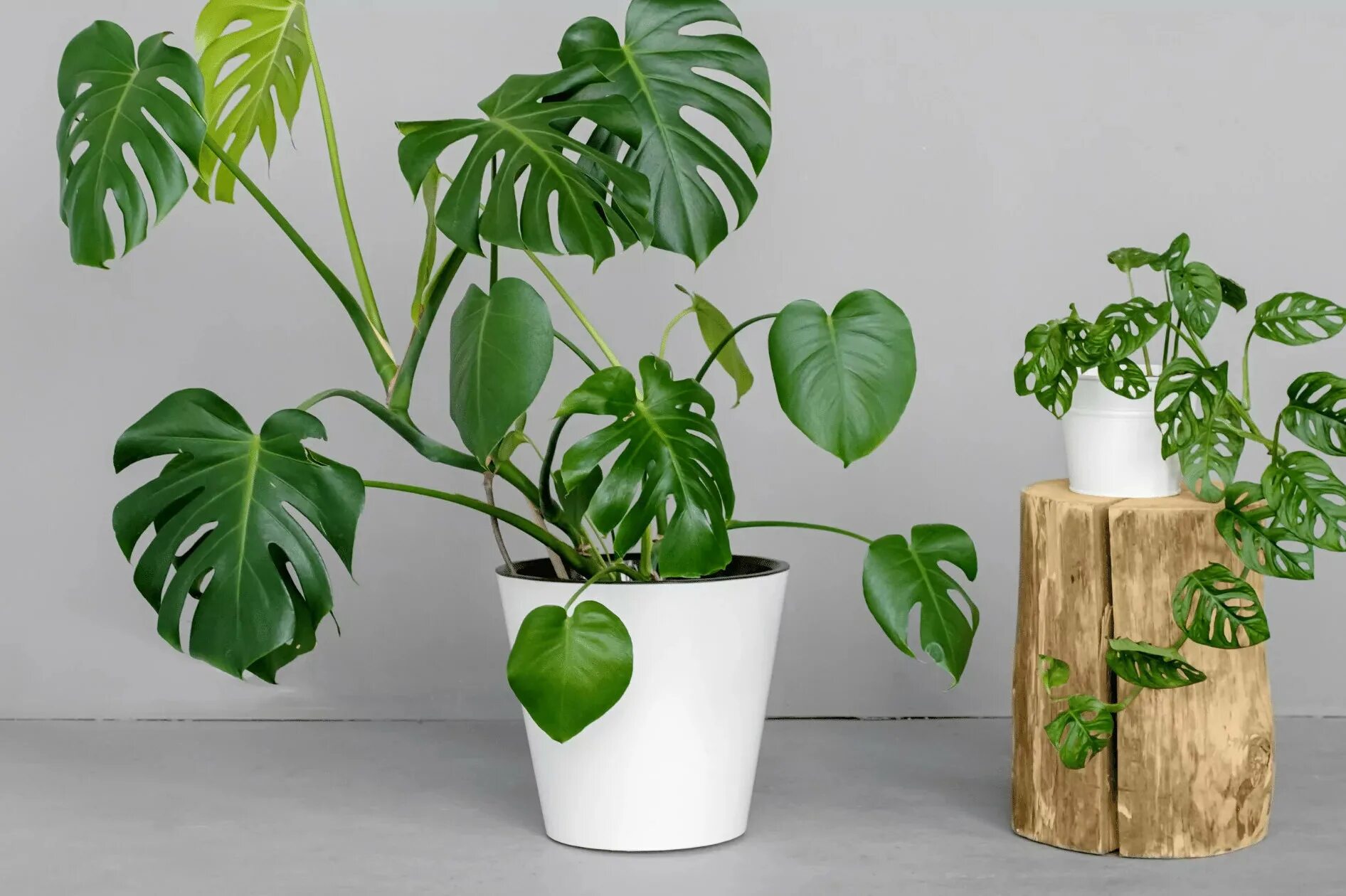 Монстера Делициоза (Monstera deliciosa). Филодендрон монстера. Монстера pinnatipartita.