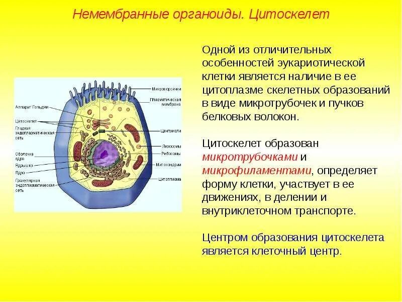Описать строение и функции органоидов. Строение клетки, клеточные органеллы. клеточные структуры органоиды. строение цитоплазмы эукариотической клетки. название органоида клетки функции органоидов.