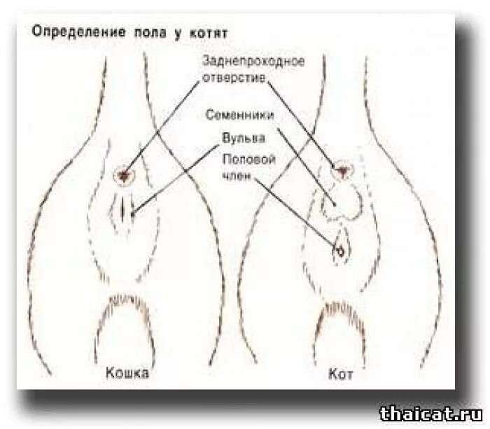 Как понять пол котенка в 1 месяц. Как отличить кот или кошка в 2 месяца. Как у новорожденных котят определить пол в картинках. Как определить пол котенка в 1 месяц фото.