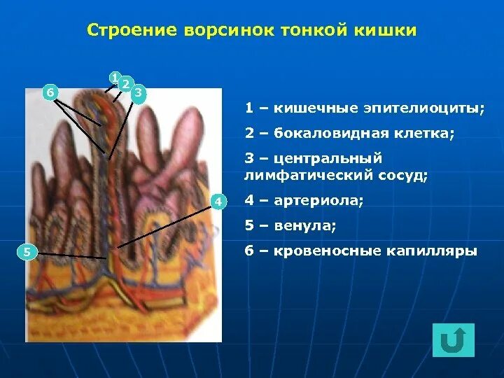 В ворсинках тонкого кишечника происходит. Строение ворсинки тонкого кишечника. Строение кишечных ворсинок тонкого кишечника. Строение микроворсинки тонкого кишечника. Ворсинка тонкого кишечника структура.