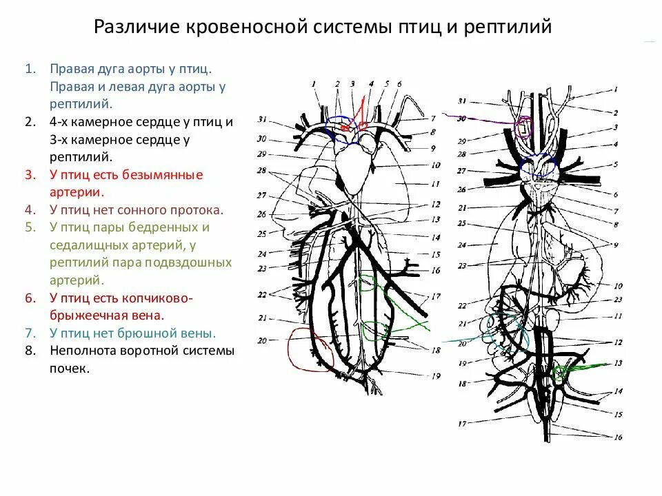 Кровеносная система птиц и пресмыкающихся. Схема кровеносной системы птицы артериальная система. Кровеносная система птиц схема. Схема кровеносной системы птицы схема. Схема артериальной и венозной системы птицы.