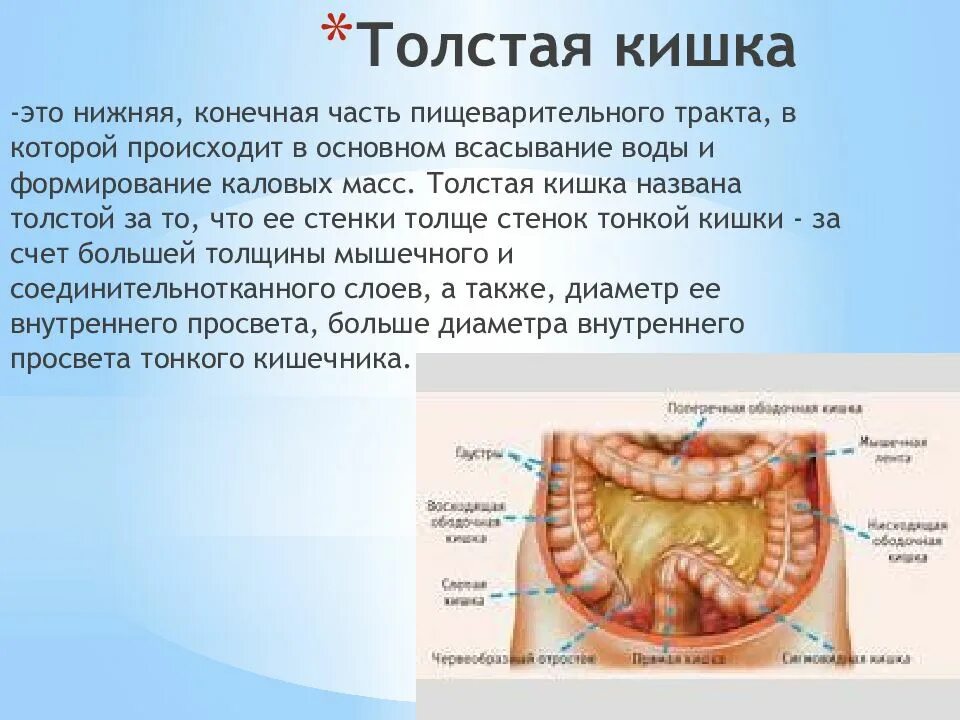 Ободочная толстая кишка анатомия. Толстый кишечник строение и функции. Толстый кишечник отделы строение функции. Толстой кишечник строение и функции.