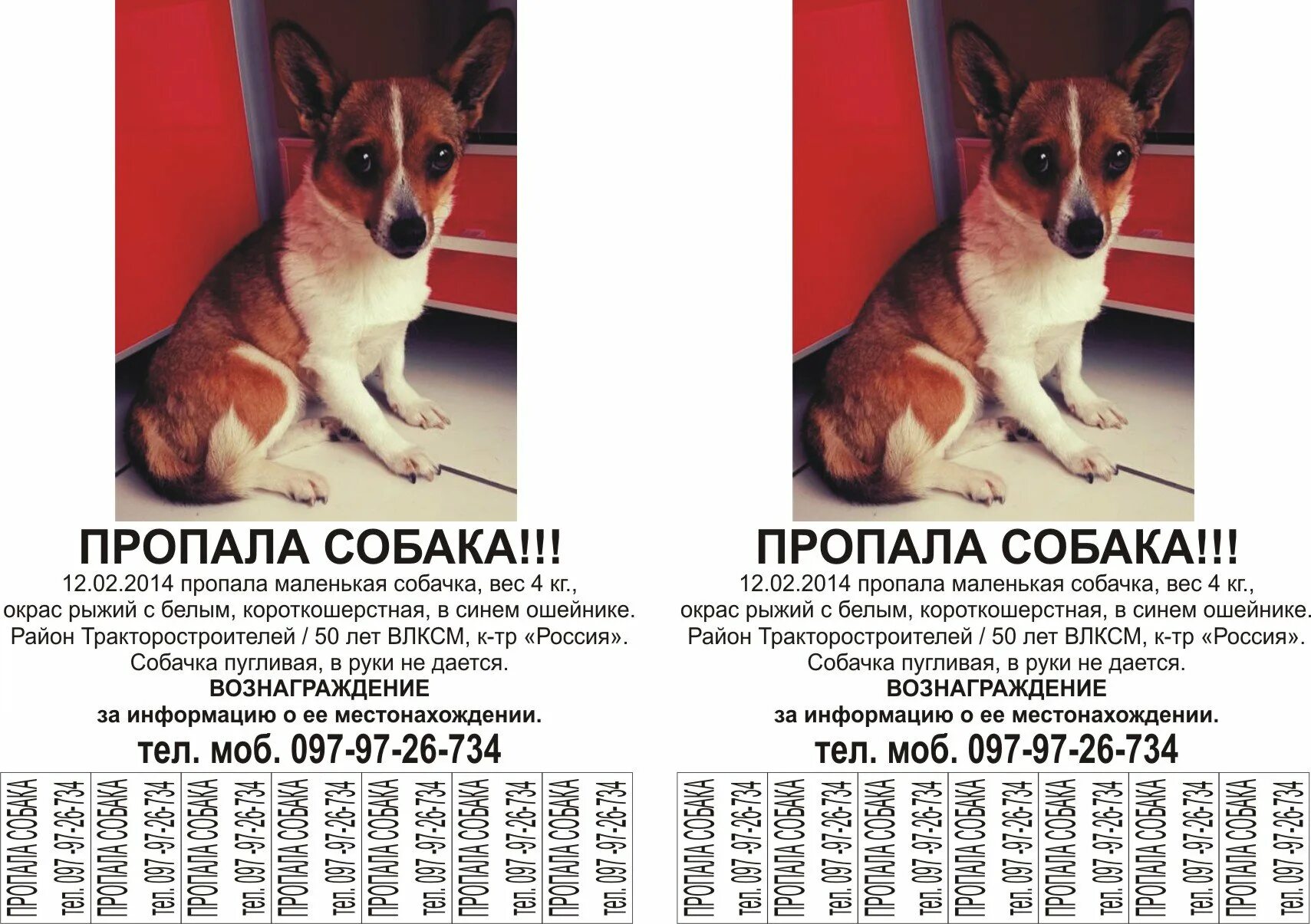 Объявление о пропаже собаки образец. Объявление о пропаже собаки образец