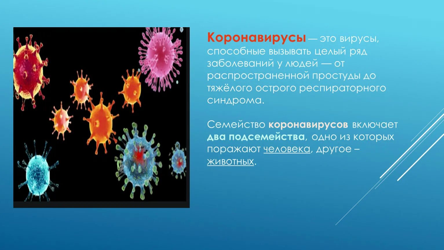 Коронавирусная инфекция это. Ковид (коронавирусная инфекция). Коронавирусы презентация. Коронавирус презентация. Семейство коронавирусов.