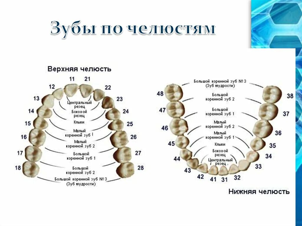 6 зуб снизу. Схема расположения зубов нижней челюсти. Челюсть человека строение зубов нумерация. Схема строения зубов нижней челюсти. Стоматологическая нумерация зубов схема.