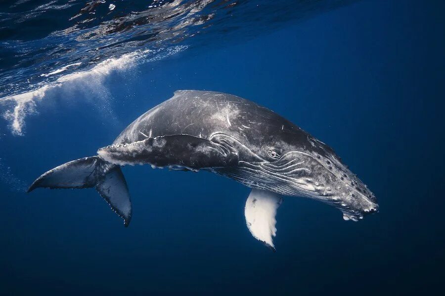 Китообразные горбатый кит. Горбач горбатый кит. Кит Горбач фото. Кит-Горбач, или горбатый кит.