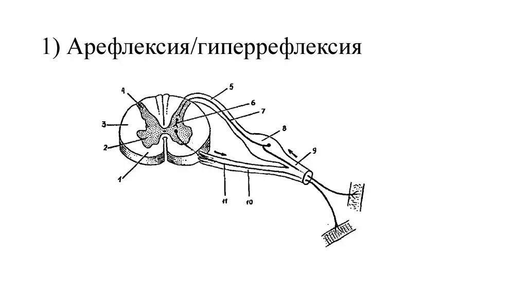 Экспериментатор работа мышц мышей. Экспериментатор работа мышц мышей