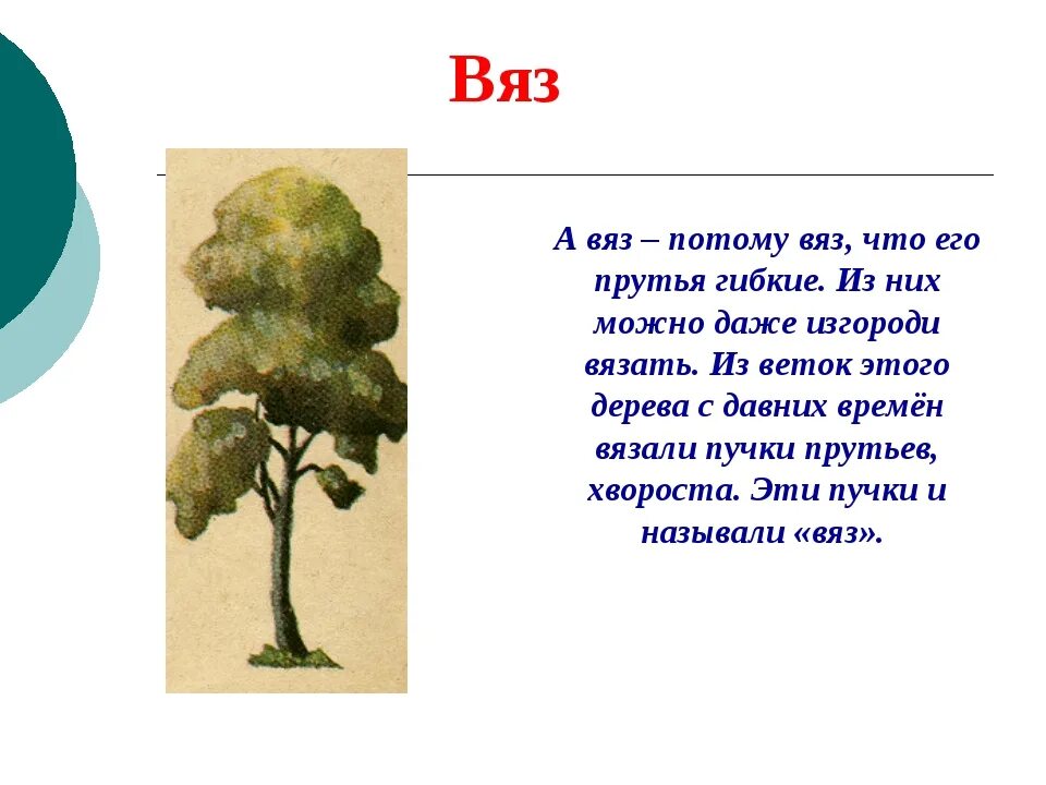 Значение слова дерево. Паспорт дерева вяз. Загадка про вяз дерево. Стих про дерево вяз. Сообщение о дереве вяз.