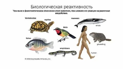 Что такое реактивность организма