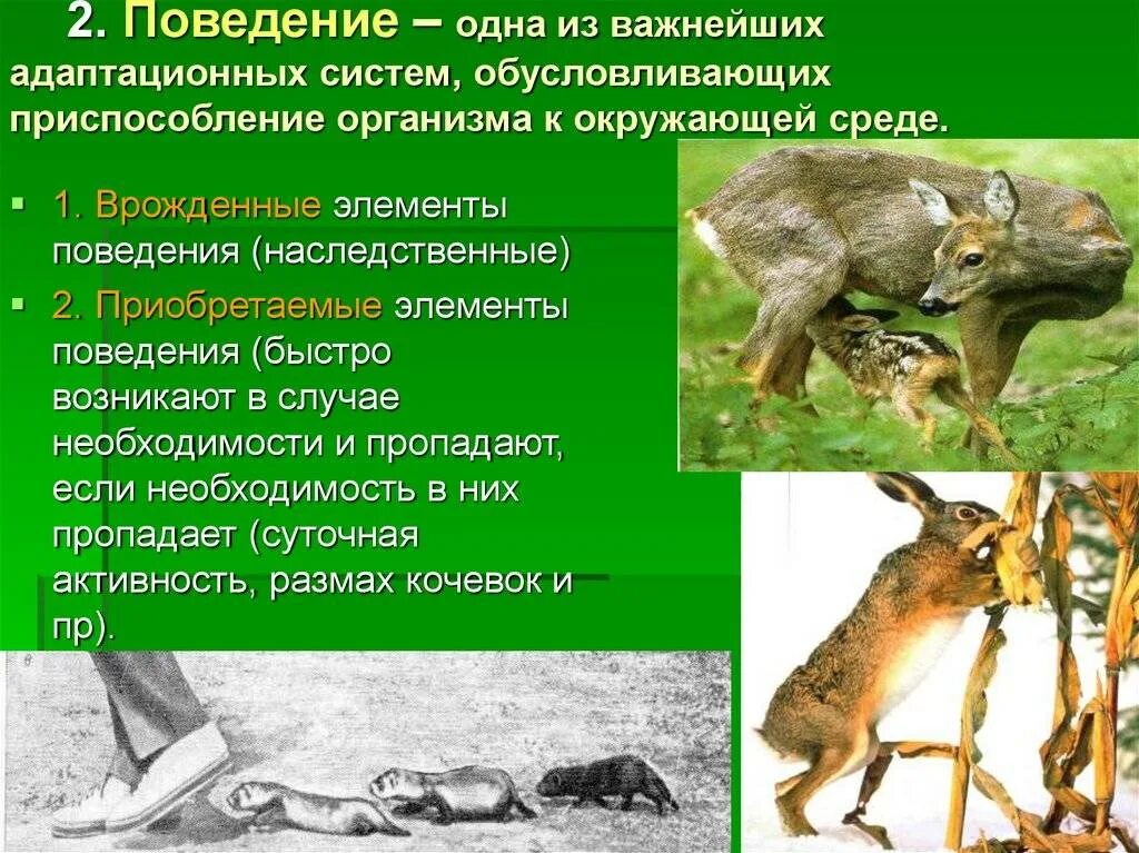 Врожденные формы поведения животных. Поведение животных презентация. поведенческие приспособления животных. формы поведения животных. поведение разных животных.