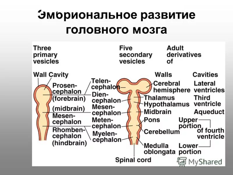назовите отделы головного мозга. головной мозг из какого зародышевого. головной мозг из какого зародышевого. зародышевые листки и их производные таблица. формирование нервной трубки эмбриона.