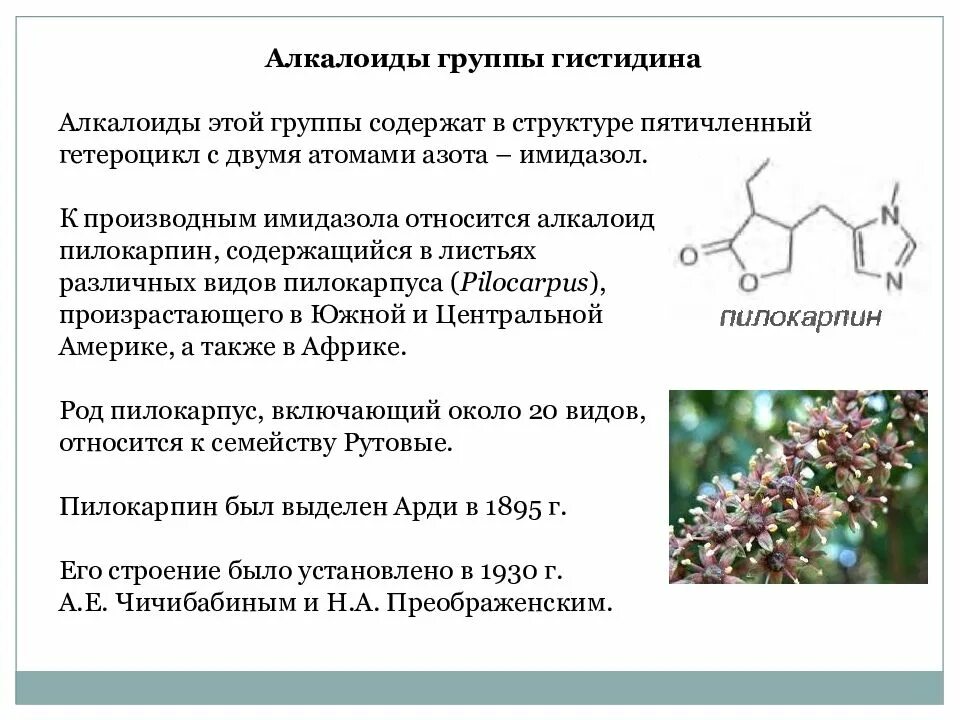 Алкалоиды лекарственные растения. Алкалоиды растительного происхождения. Алкалоиды общая формула. Алкалоиды формула. Алкалоид в чайных листьях