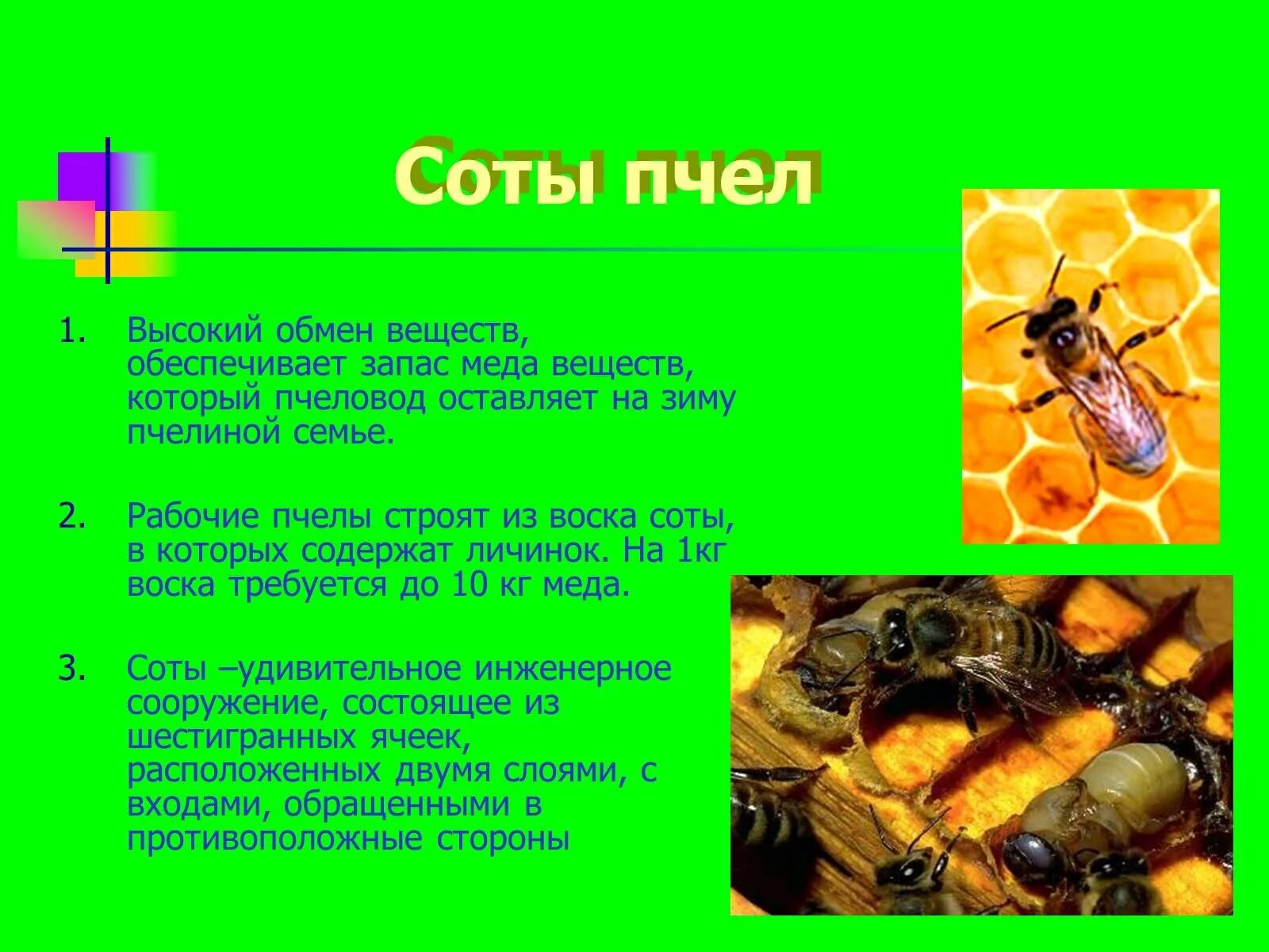 Какую работу выполняют пчелы