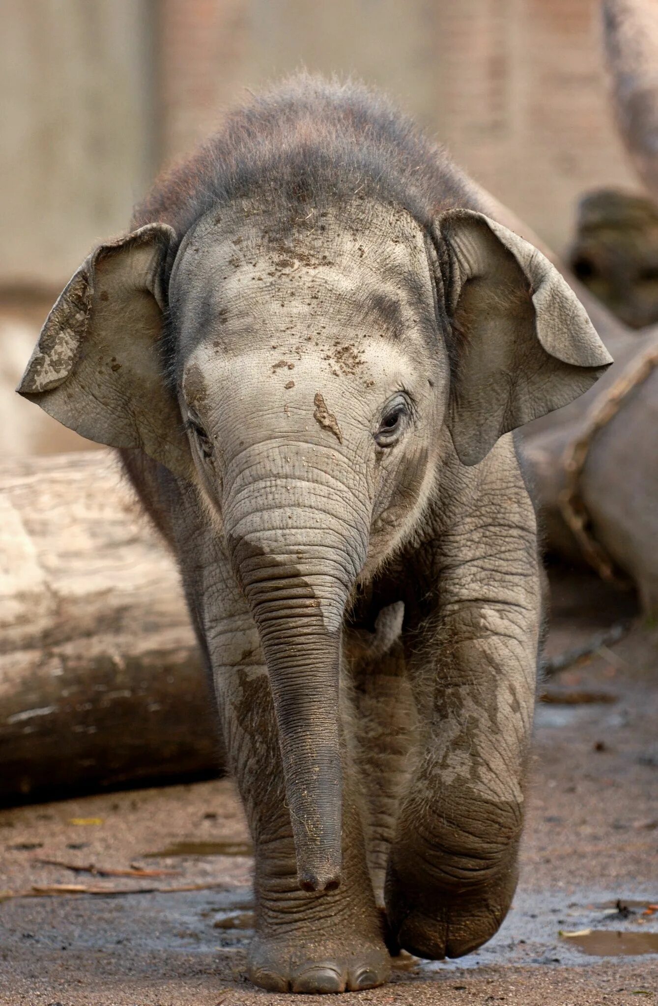 Elephant present. Слон Дамбо. Дамбо слоны. Слон настоящий. Слоненок настоящий.