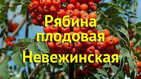 Рябина невежинская отзывы