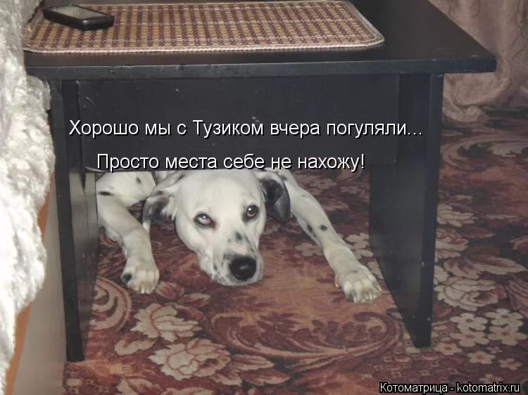 собака не может найти себе место. собака убегает из дома. бигль собака. собака ест со стола. бигль ищейка.