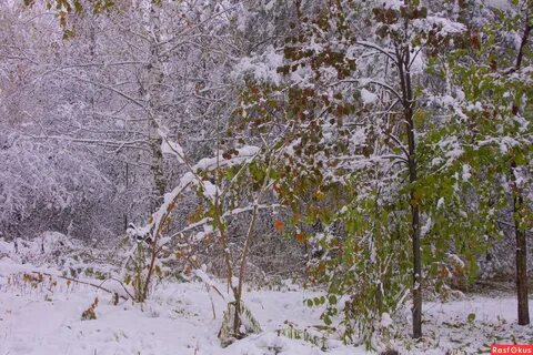 Сальваторе спевший про снегопад 5