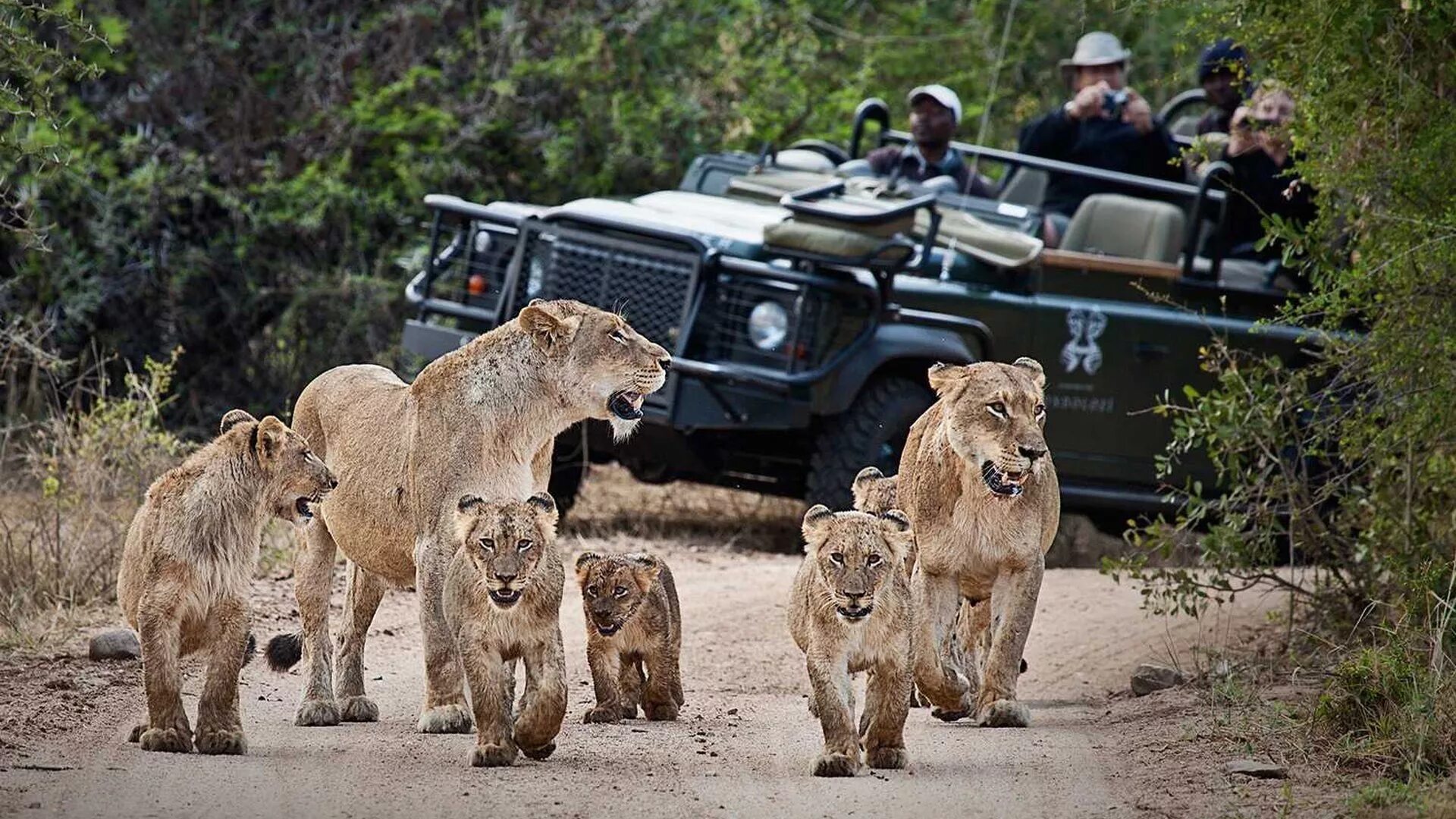 Africa safari. Сафари парк Африка. Крюгер парк ЮАР. Сафари Крюгер парк. Национальный парк сафари ЮАР.