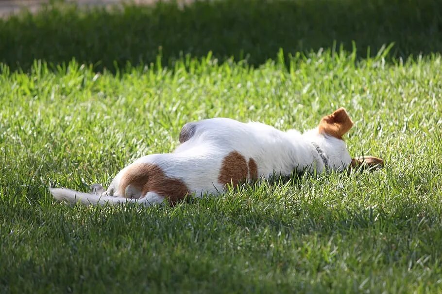 Расслабленная собака. Собака на траве вид сверху. Расслабление собаки. Собака лежит на траве. Собака расслабляется.