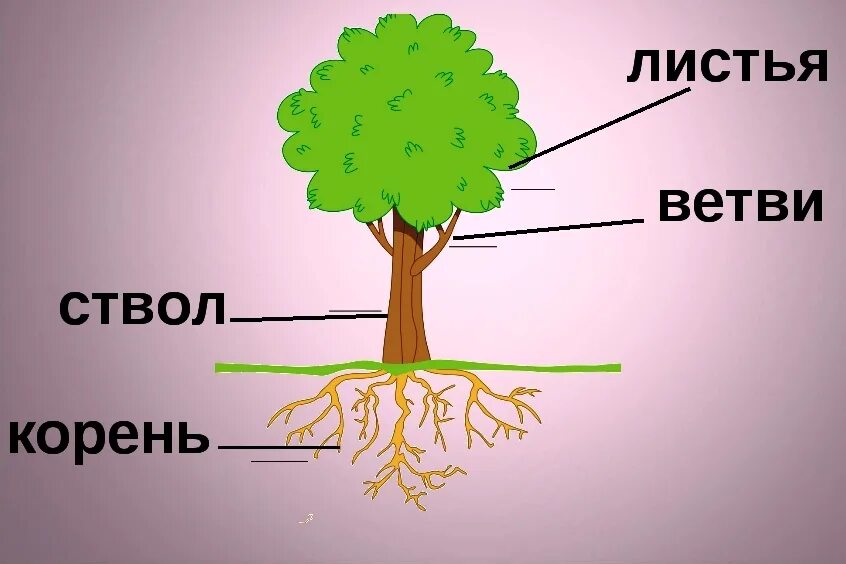 Корень ствол листья