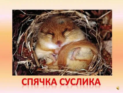 Когда суслики впадают в спячку