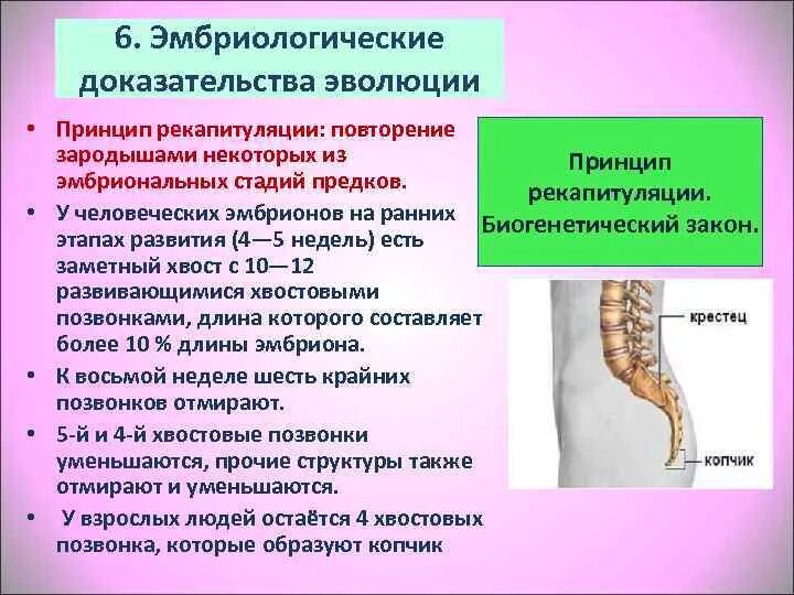 Решающим эмбриологическим доказательством эволюции является. Эмбриологические доказательства эволюции. эмбриологические доказательства принцип рекапитуляции. 2.эмбриологические доказательства эволюции.. 6.эмбриологические доказательства эволюции.
