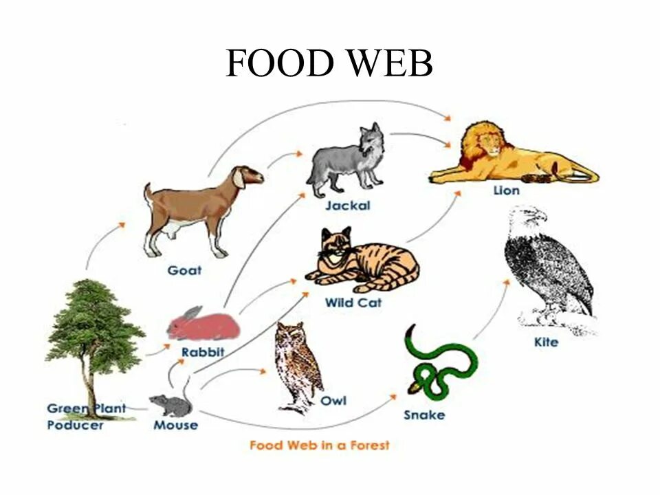 Пищевая цепь с Лесной дикой кошкой. Пищевая цепь животных английский. Пищевая цепь млекопитающих. Лесная Дикая кошка пищевая цепочка.