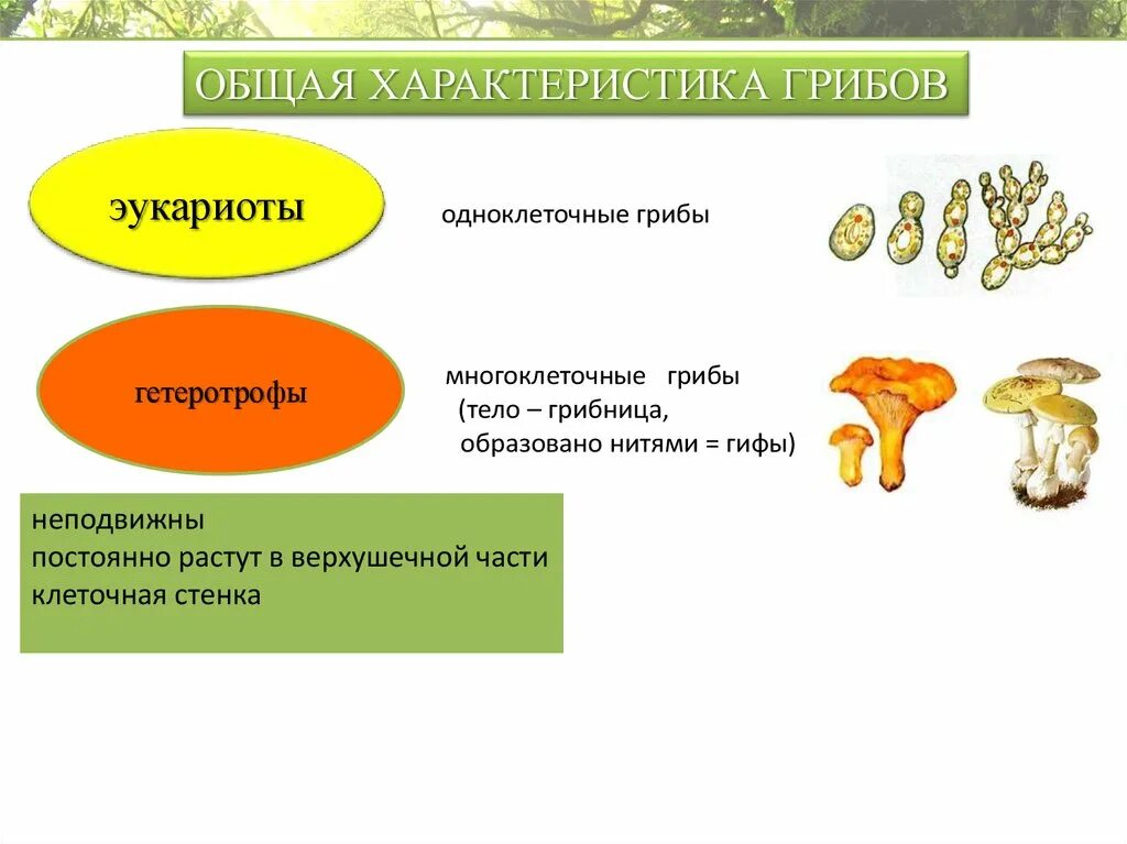 Грибы бывают одноклеточными и многоклеточными эти организмы. Грибы одноклеточные и многоклеточные таблица. Царство грибы одноклеточные или многоклеточные. Общая характеристика многоклеточные грибов. Одноклеточные и многоклеточные царство грибы.