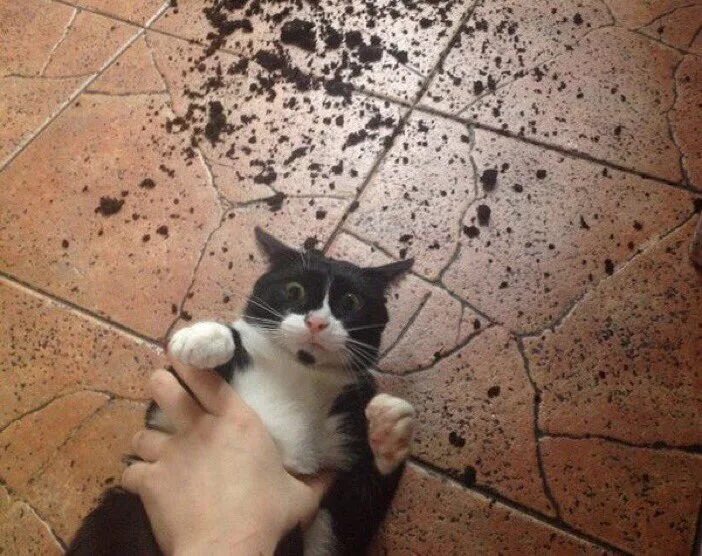 Hi there i ve got a cat