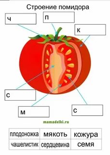 Строение клеток плодов томата рябины шиповника