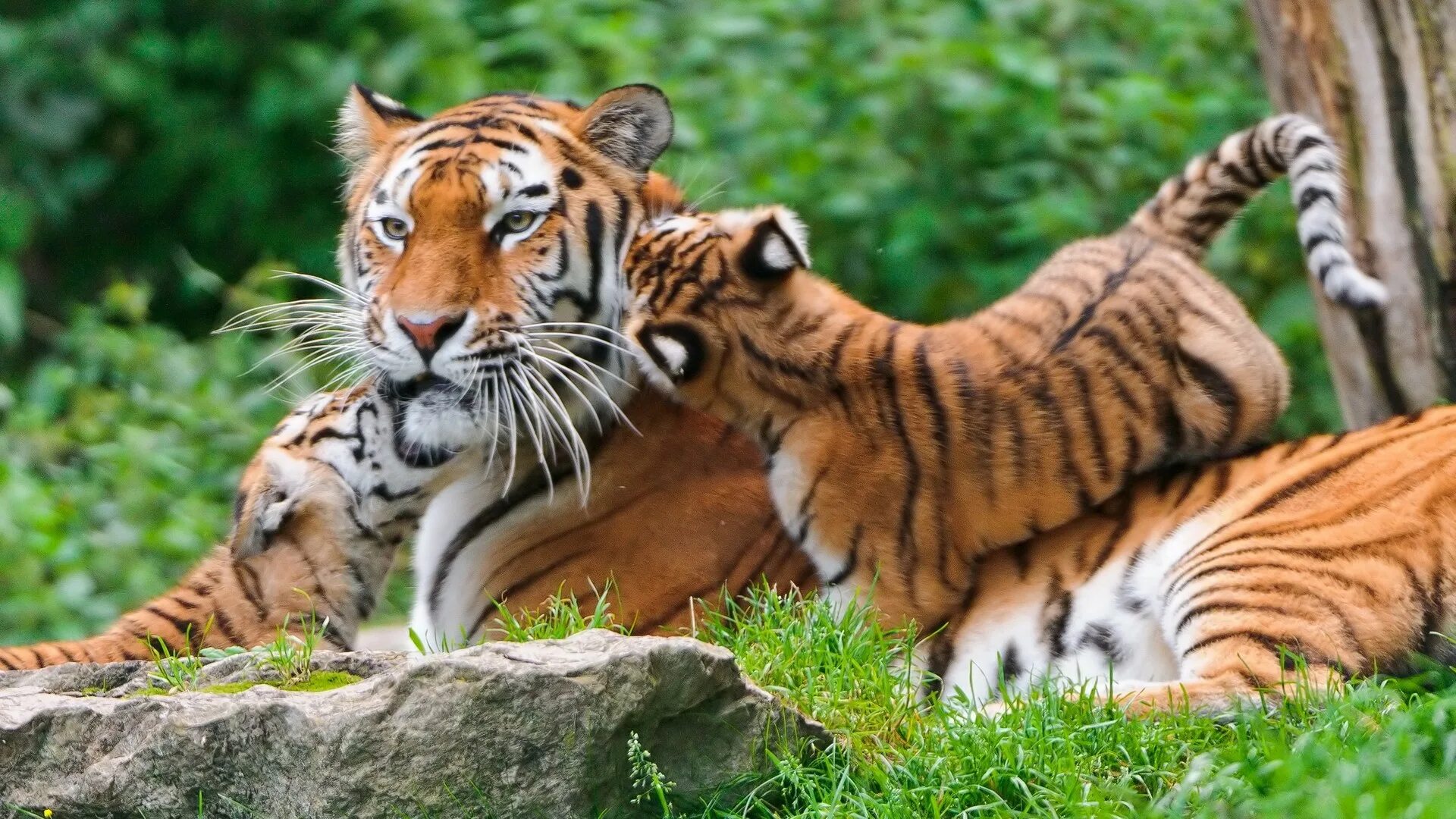 Звери живой природы. Тигр. Обои животные. Тигр в природе. Тигрица.
