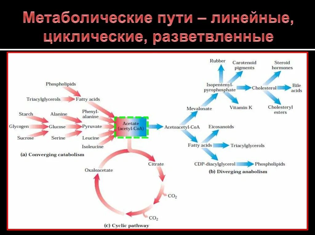 Метаболический путь ферментов. Линейные и циклические метаболические пути. Основные пути метаболизма. Основные метаболические пути. Циклические метаболические пути.