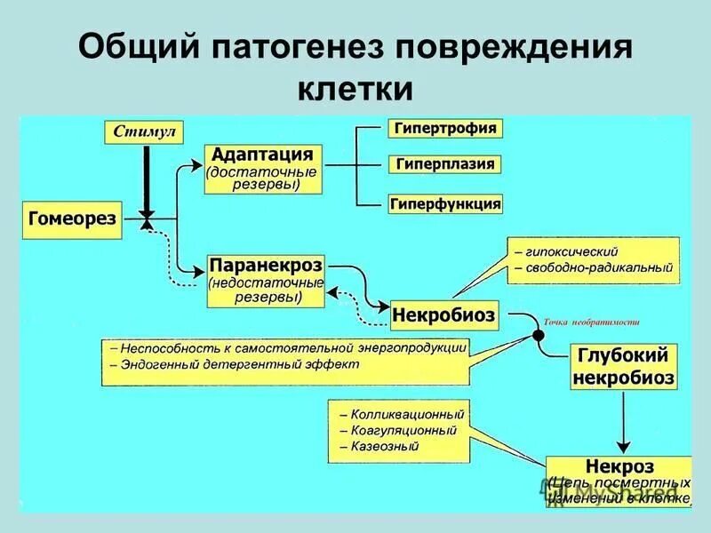 Этиология повреждения клетки патофизиология. Патогенез повреждения клетки патофизиология. Повреждение клетки патофизиология схема. Патогенетический вариант повреждения клеток. Общая этиология общий патогенез