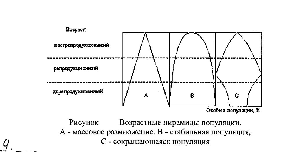 Возрастная структура популяции структура. Возрастная структура популяции график. Структура популяции схема. Возрастная пирамида растущей популяции.