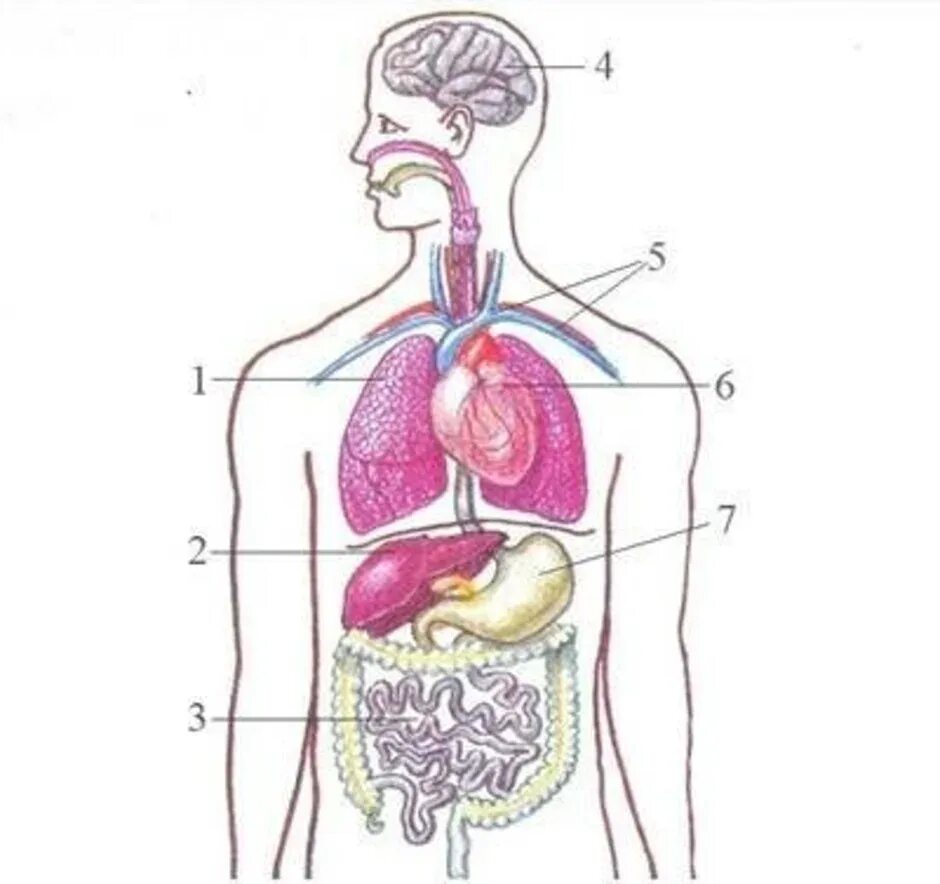 Строение человека. Внутренние органы. Органы человека рисунок. Название органов человека.