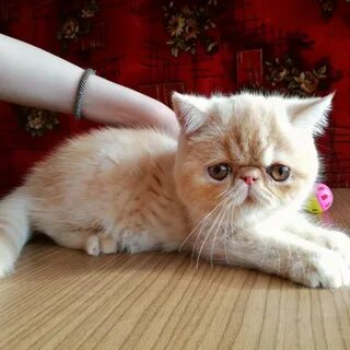 Экзотические котята