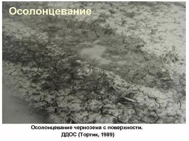 Засоление и эрозия. Осолонцевание почв. процесс осолонцевания почв. засоление и осолонцевание почв. вторичное засоление почв.