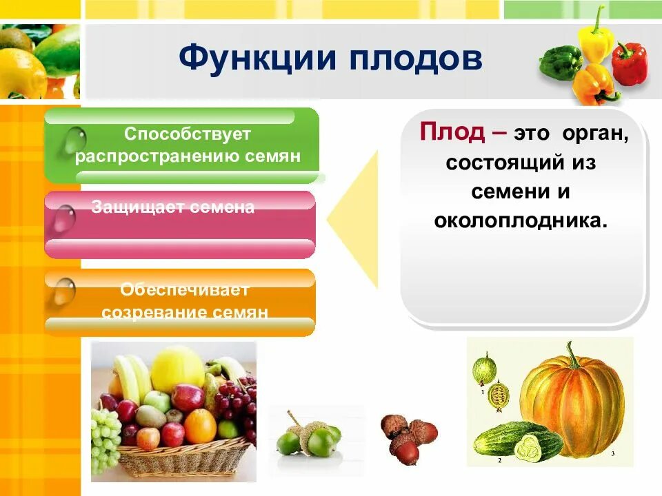 Какую функцию выполняет зародыш