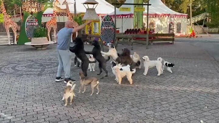 Дрессировщик собак. 14 Собак в линии Конга побили мировой рекорд Гиннесса в Германии. Выставка собак 14 апреля 2024