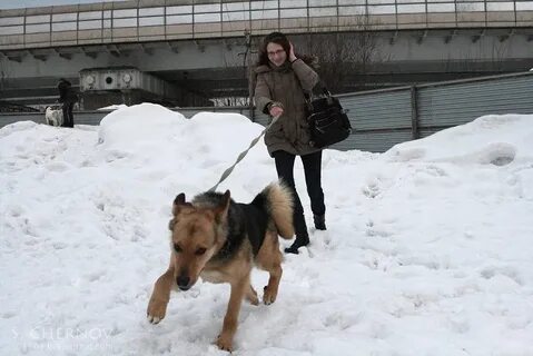 Приют ржевка