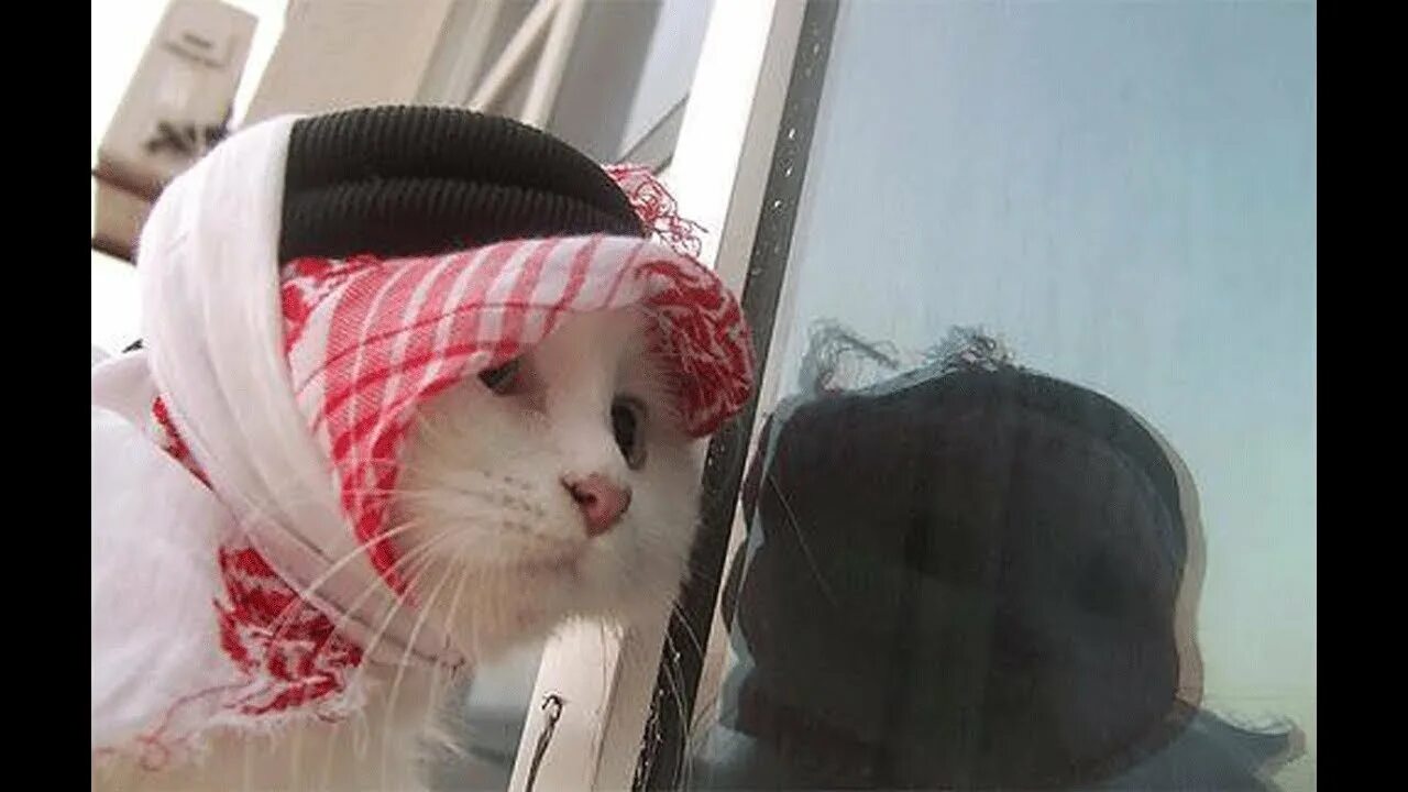 Мусульманский кот. Кот в хиджабе. Кот араб. Кошка в мусульманском платке. Кот в парандже.