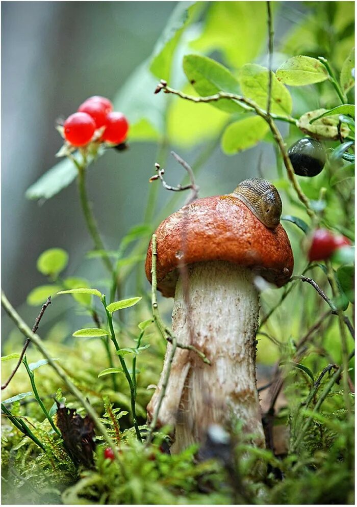 Мир природы грибы. Красивые грибы. Осенние грибы. Осень грибы. Природа грибы ягоды.