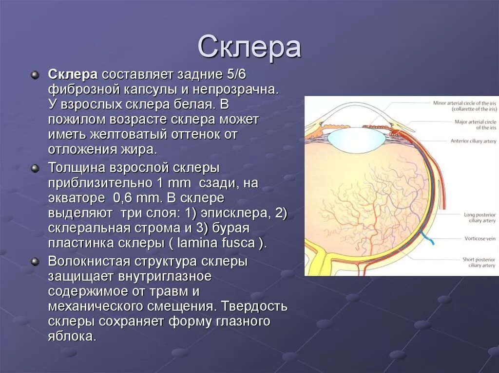 Какую функцию выполняет сосудистая оболочка глаза. Сосудистая оболочка образует спереди. Склера строение и функции. Белочная оболочка склера строение. Склера глаза строение и функции.