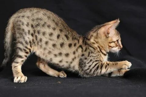 Египетский котенок